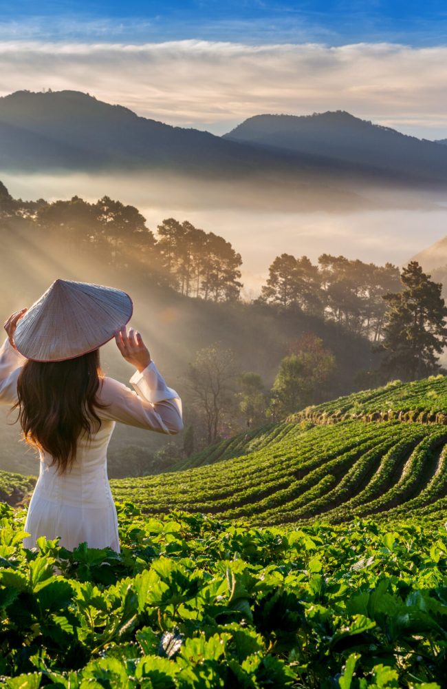 Asian woman wearing Vietnam culture traditional in strawberry garden on Doi Ang Khang , Chiang Mai, Thailand.